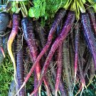 30 Pcs Dark Purple Carrot Hybrid Seeds, 30 Pcs Dark Purple Carrot Hybrid Seeds,