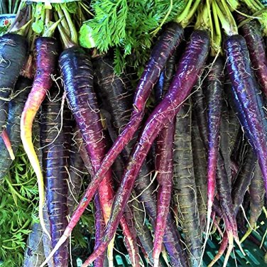 30 Pcs Dark Purple Carrot Hybrid Seeds,