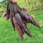 30 Pcs Dark Purple Carrot Hybrid Seeds,
