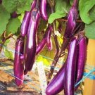 15 Pcs Bright Purple Thin Long Eggplant Seeds