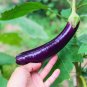 15 Pcs Bright Purple Thin Long Eggplant Seeds