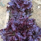30 Pcs Blackish Purple Lettuce Big Leaves Vegetable Seeds