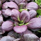 100 Pcs Bright Purple Brassica napus Pakchoi Oragnic Vegetable Seeds