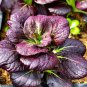 100 Pcs Bright Purple Brassica napus Pakchoi Oragnic Vegetable Seeds