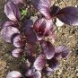 100 Pcs Bright Purple Brassica napus Pakchoi Oragnic Vegetable Seeds