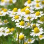 100 Pcs Pyrethrum Chamomile White Herb Flowers Seeds