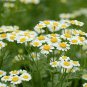 100 Pcs Pyrethrum Chamomile White Herb Flowers Seeds