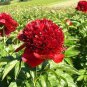 5 Pcs Blackish Red Peony Plant Flower Seeds