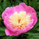 5 Pcs Peony Dark Red 2-layer Petals Pink Ball Flower Seeds 5 Pcs Peony Dark Red 2-layer Petals Pink Ball Flower Seeds