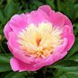 5 Pcs Peony Dark Red 2-layer Petals Pink Ball Flower Seeds