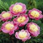 5 Pcs Peony Dark Red 2-layer Petals Pink Ball Flower Seeds