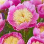 5 Pcs Peony Dark Red 2-layer Petals Pink Ball Flower Seeds