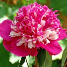 5 Pcs Peony Short Purple Petals Big Ball Centre Flower Seeds