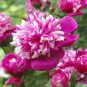 5 Pcs Peony Short Purple Petals Big Ball Centre Flower Seeds