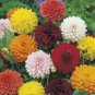50 Pcs Mixed Dahlia heirloom dahlia pinnata perennial flowers bonsai home garden
