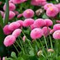 50 Pcs English Daisy Mixed Bellis Perennis Perennial Bonsai Chrysanthemum Flower Seeds