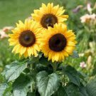 15 Pcs Short-stemed Bonsai Sunflowers many headed flowers seeds 15 Pcs Short-stemed Bonsai Sunflowers many headed flowers seeds