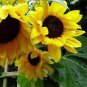 15 Pcs Short-stemed Bonsai Sunflowers many headed flowers seeds