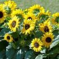 15 Pcs Short-stemed Bonsai Sunflowers many headed flowers seeds