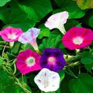 20 Pcs Morning Glory Mixed Colorful Petals with White Stripe Flower Seeds