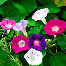 20 Pcs Morning Glory Mixed Colorful Petals with White Stripe Flower Seeds