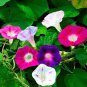 20 Pcs Morning Glory Mixed Colorful Petals with White Stripe Flower Seeds