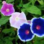 20 Pcs Morning Glory Mixed Colorful Petals with White Stripe Flower Seeds