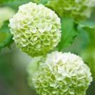 20 Pcs Green Hydrangea Flower Seeds