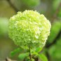 20 Pcs Green Hydrangea Flower Seeds
