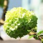 20 Pcs Green Hydrangea Flower Seeds