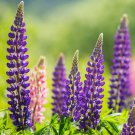 15 Pcs Lupine Heirloom Perennial Flowers