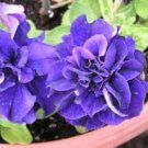 200 Pcs Petunia Mixed Double Petals Colorful Flower Seeds 200 Pcs Petunia Mixed Double Petals Colorful Flower Seeds