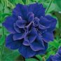 200 Pcs Petunia Mixed Double Petals Colorful Flower Seeds