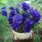 200 Pcs Petunia Mixed Double Petals Colorful Flower Seeds