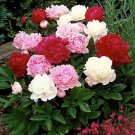 6 Pcs Peony Mixed 6 Types Shrub Flower Seeds 6 Pcs Peony Mixed 6 Types Shrub Flower Seeds