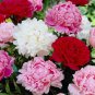 6 Pcs Peony Mixed 6 Types Shrub Flower Seeds
