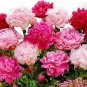 6 Pcs Peony Mixed 6 Types Shrub Flower Seeds