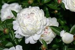 5 Pcs Peony Purely White Cream White Flower Seeds