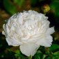 5 Pcs Peony Purely White Cream White Flower Seeds