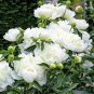 5 Pcs Peony Purely White Cream White Flower Seeds