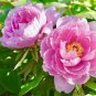 5 Pcs Peony Light Pink Big Flowering Flower Seeds