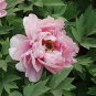 5 Pcs Peony Pink Combos Flower Seeds