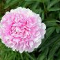 5 Pcs Peony Pink Combos Flower Seeds