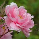 5 Pcs Peony Bright Light Pink Flowering Flower Seeds 5 Pcs Peony Bright Light Pink Flowering Flower Seeds