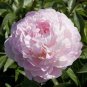 5 Pcs Peony Bright Light Pink Flowering Flower Seeds