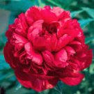 5 Pcs Peony Fresh Red Big Blooms Flower Seeds 5 Pcs Peony Fresh Red Big Blooms Flower Seeds