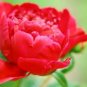 5 Pcs Peony Fresh Red Big Blooms Flower Seeds