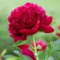 5 Pcs Peony Fresh Red Big Blooms Flower Seeds