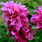 5 Pcs Peony Dark Purple Incompact Big Blooms Flowers Seeds