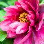 5 Pcs Peony Dark Purple Incompact Big Blooms Flowers Seeds